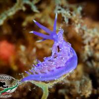 DSC_0040 FLABELLINA